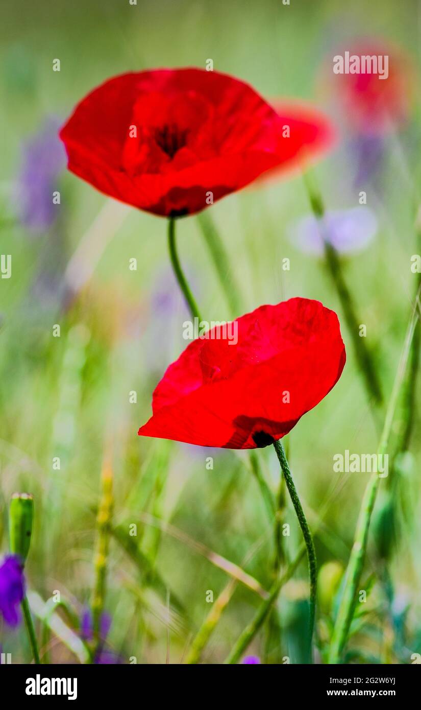 Summer background with red poppy flowers in a meadow Stock Photo - Alamy
