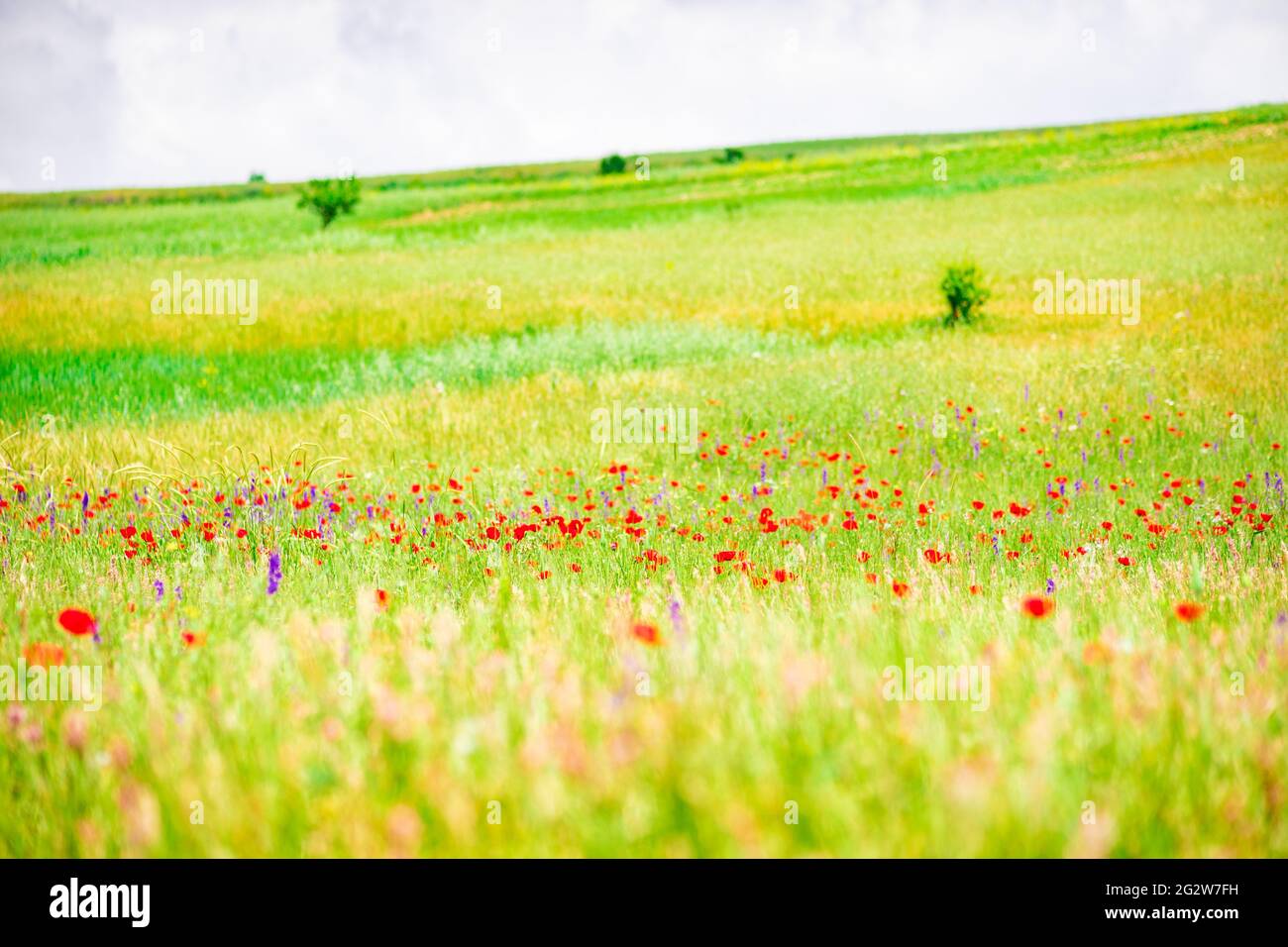 Summer background with red poppy flowers in a meadow Stock Photo - Alamy