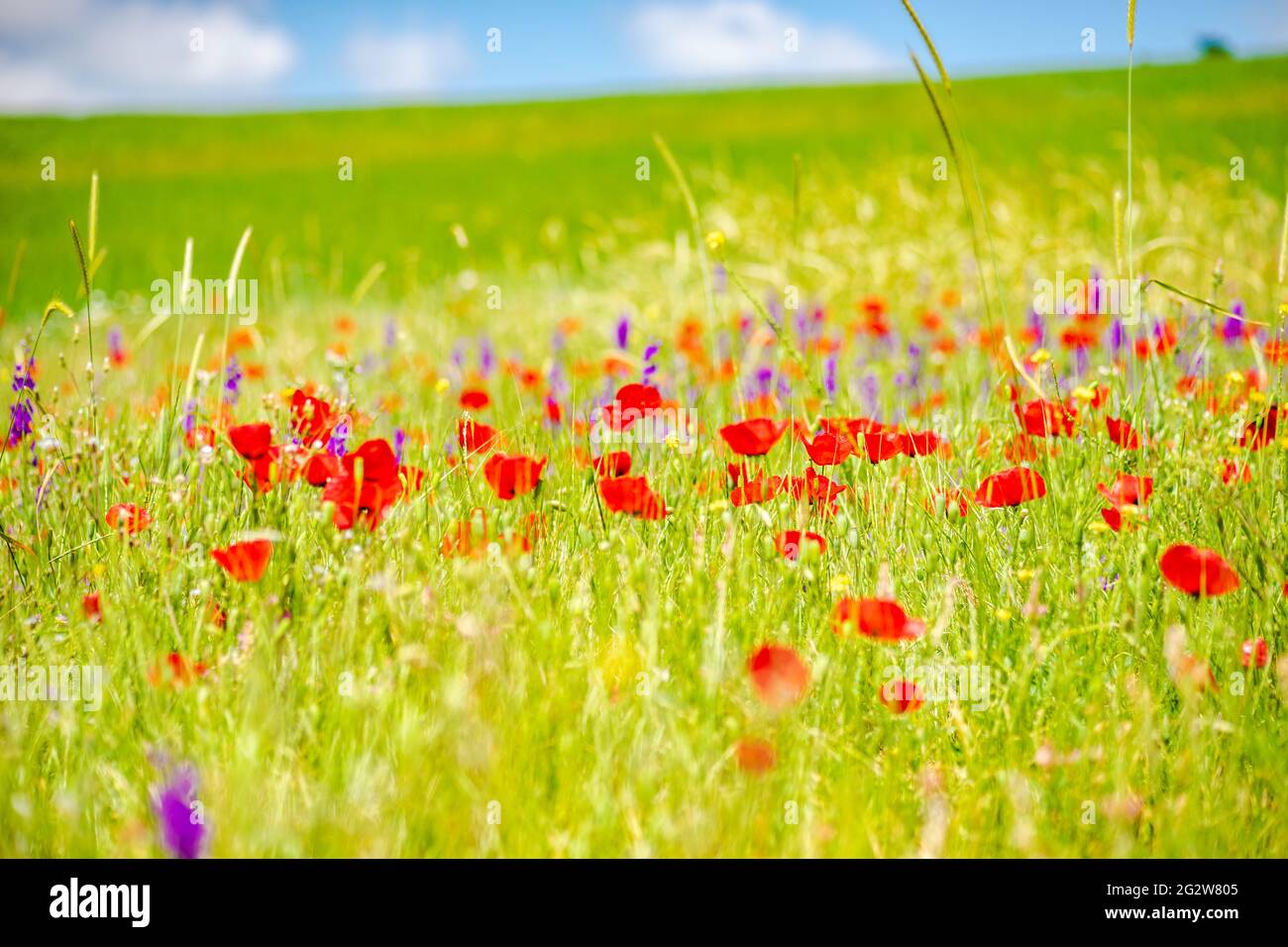 Summer background with red poppy flowers in a meadow Stock Photo - Alamy