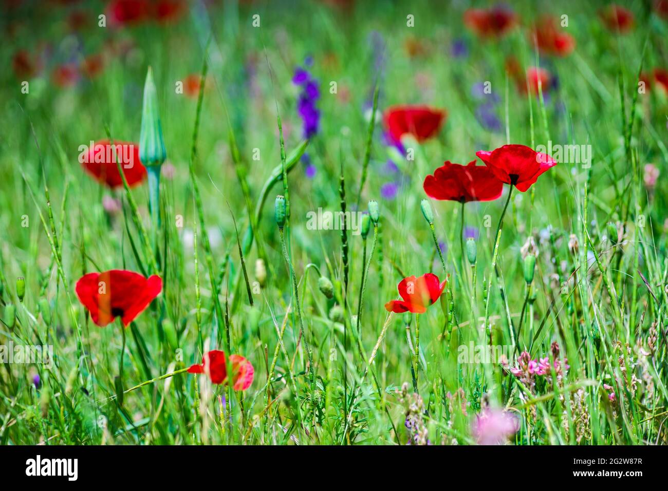 Summer background with red poppy flowers in a meadow Stock Photo - Alamy