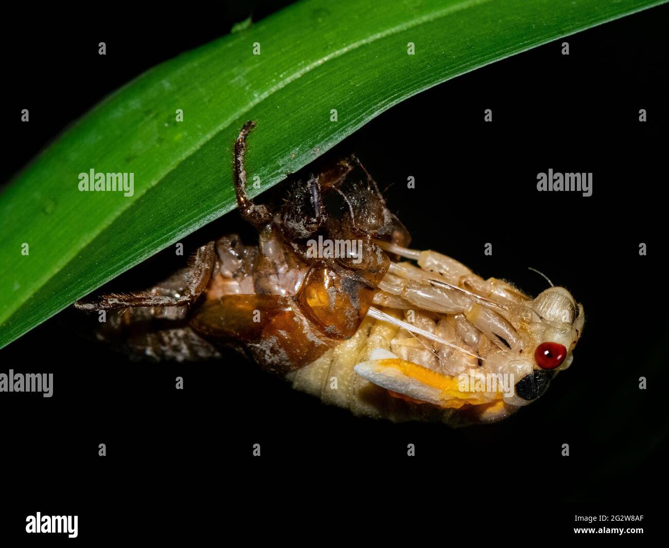 17-year Brood X Cicada emerging from exoskeleton Stock Photo