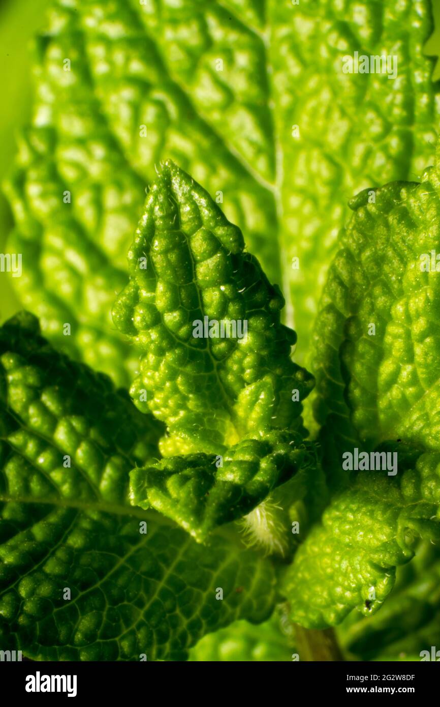 Hybrid plants hires stock photography and images Alamy