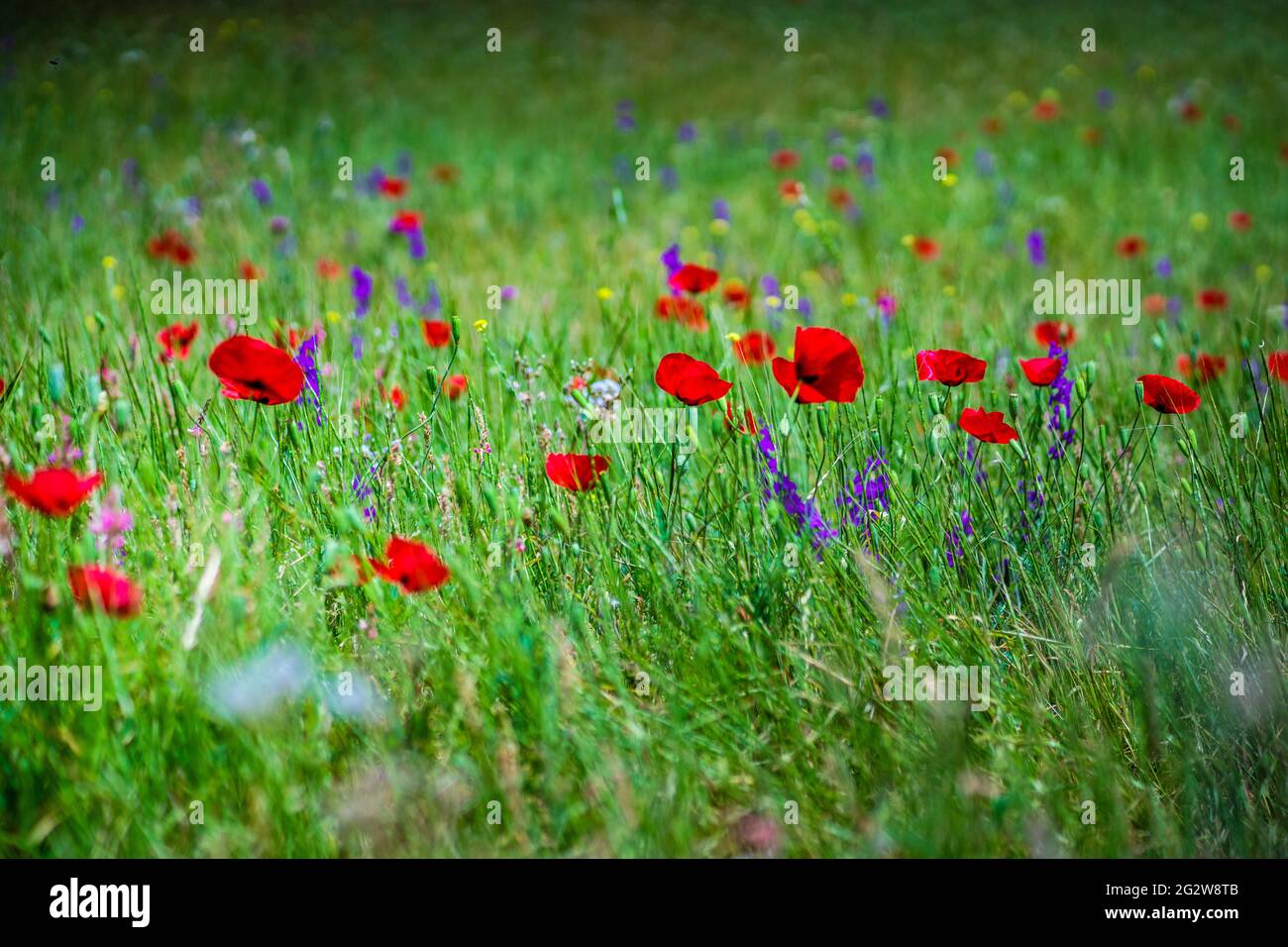 Summer background with red poppy flowers in a meadow Stock Photo - Alamy