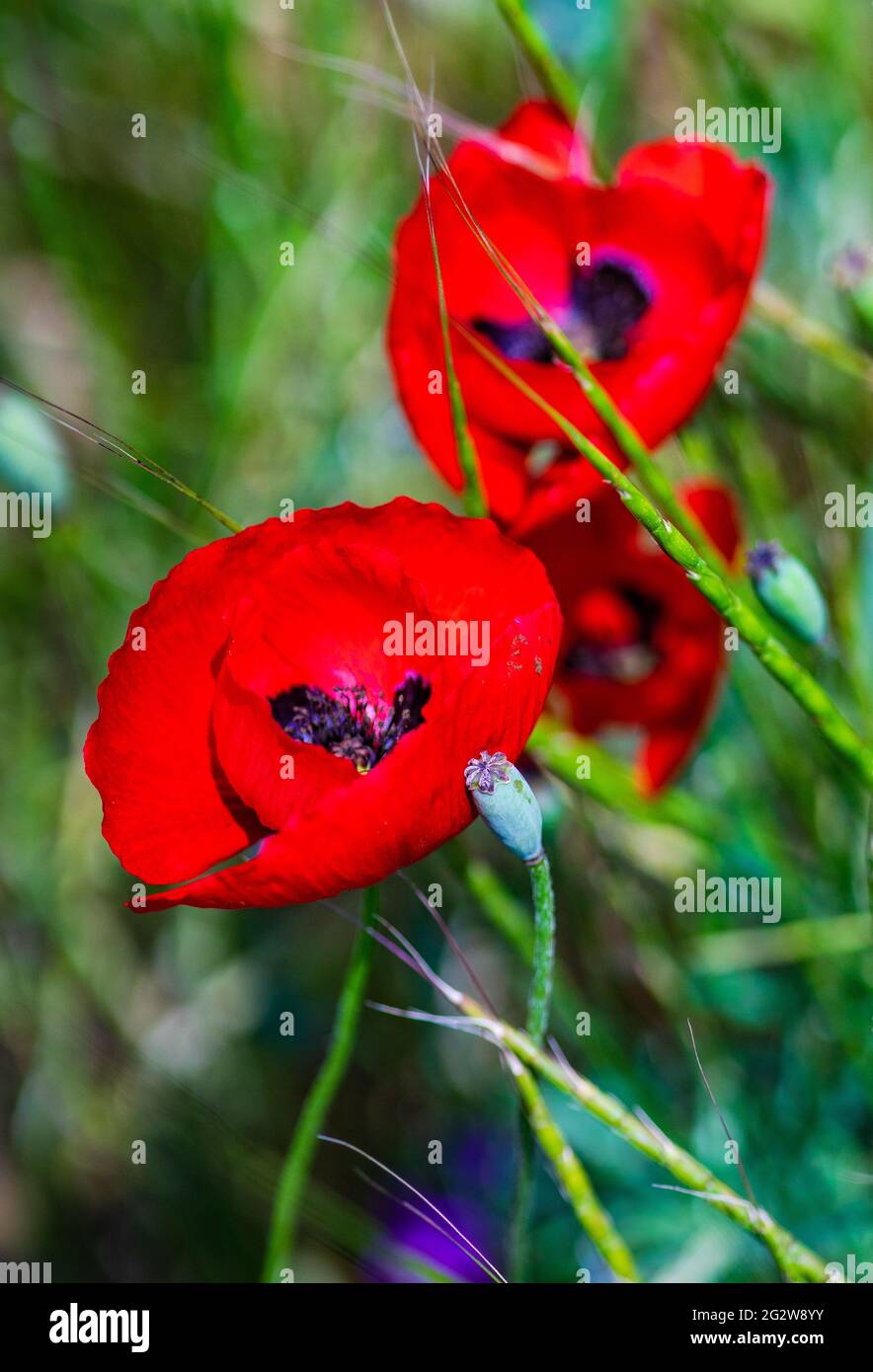 Summer background with red poppy flowers in a meadow Stock Photo - Alamy