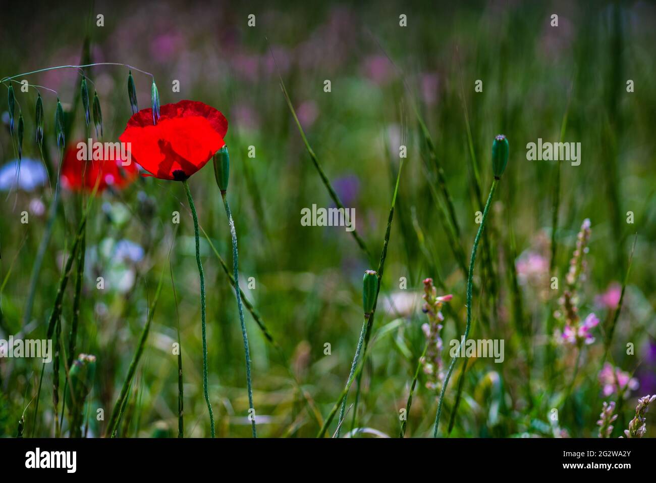 Summer background with red poppy flowers in a meadow Stock Photo - Alamy