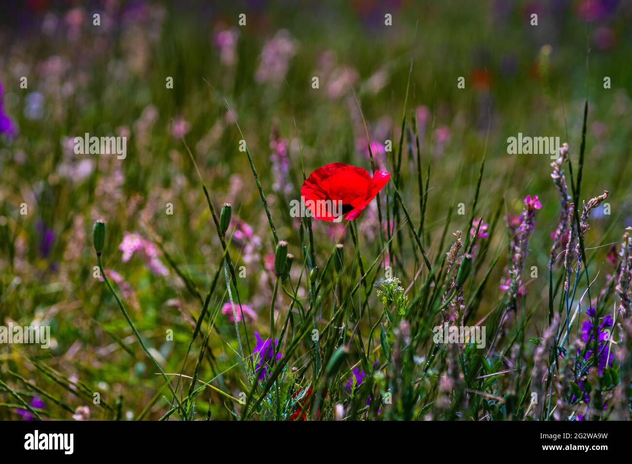Summer background with red poppy flowers in a meadow Stock Photo - Alamy