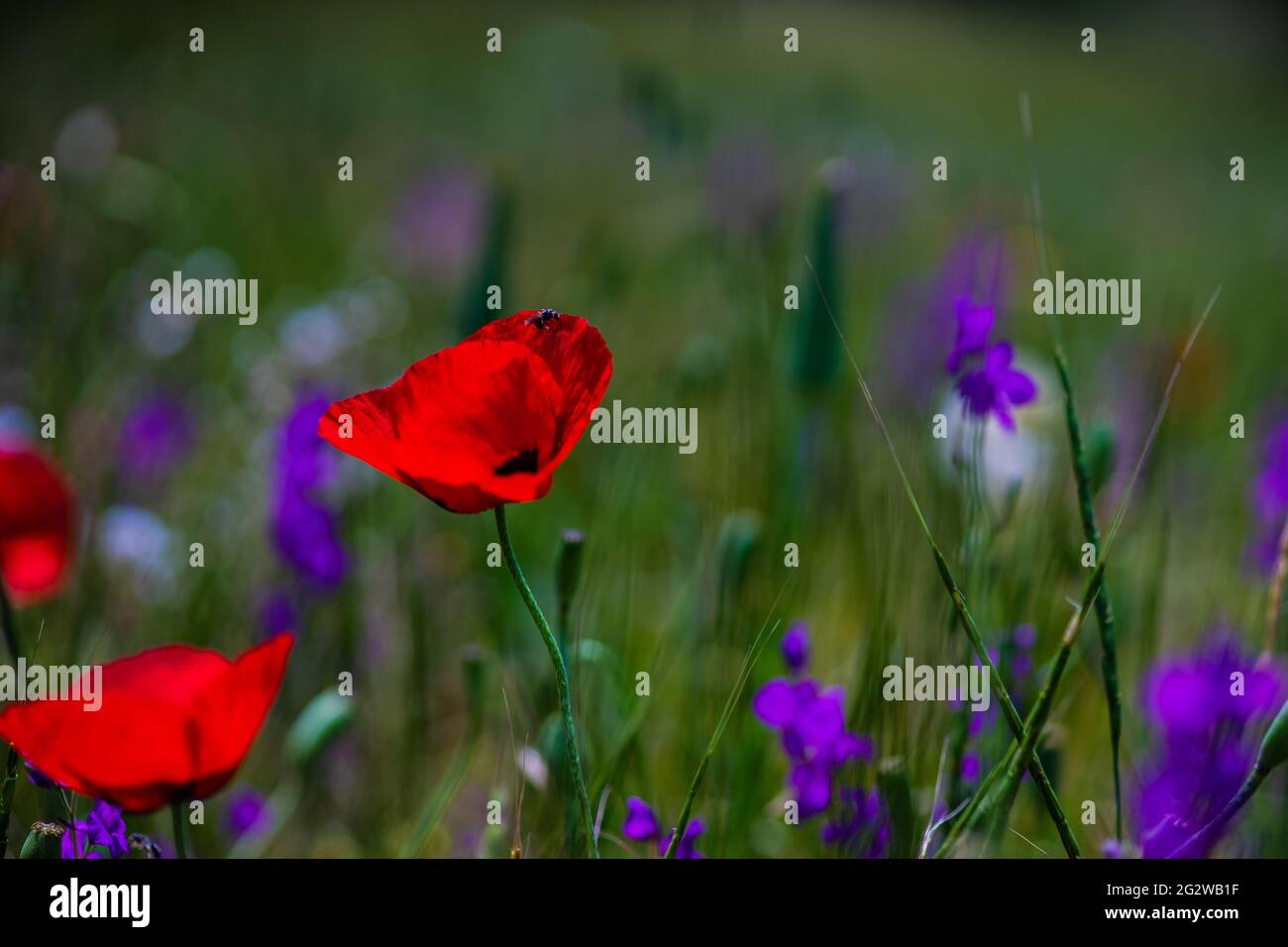 Summer background with red poppy flowers in a meadow Stock Photo - Alamy