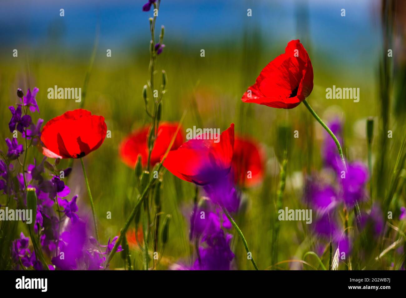 Summer background with red poppy flowers in a meadow Stock Photo - Alamy