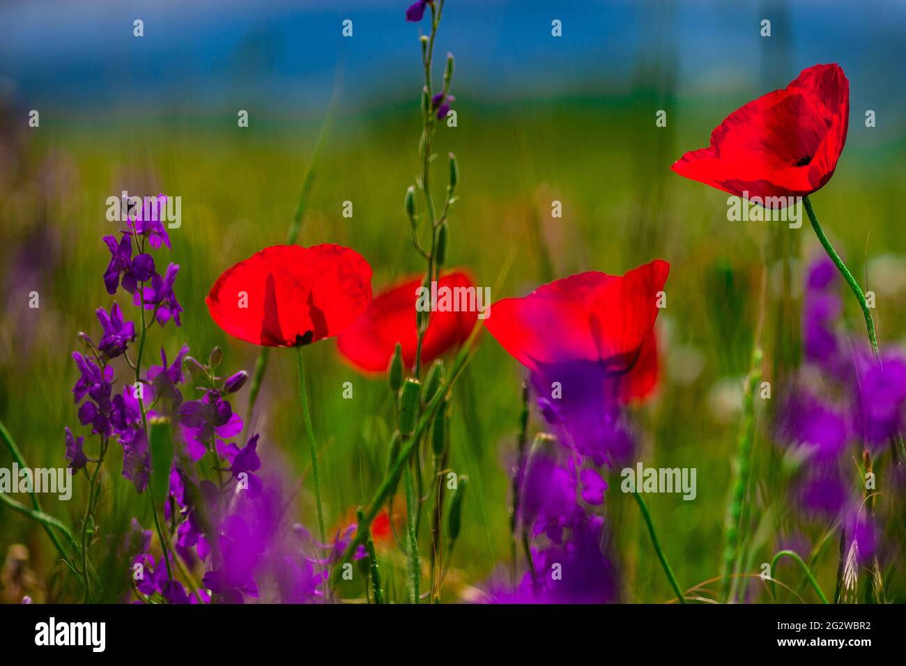 Summer background with red poppy flowers in a meadow Stock Photo - Alamy