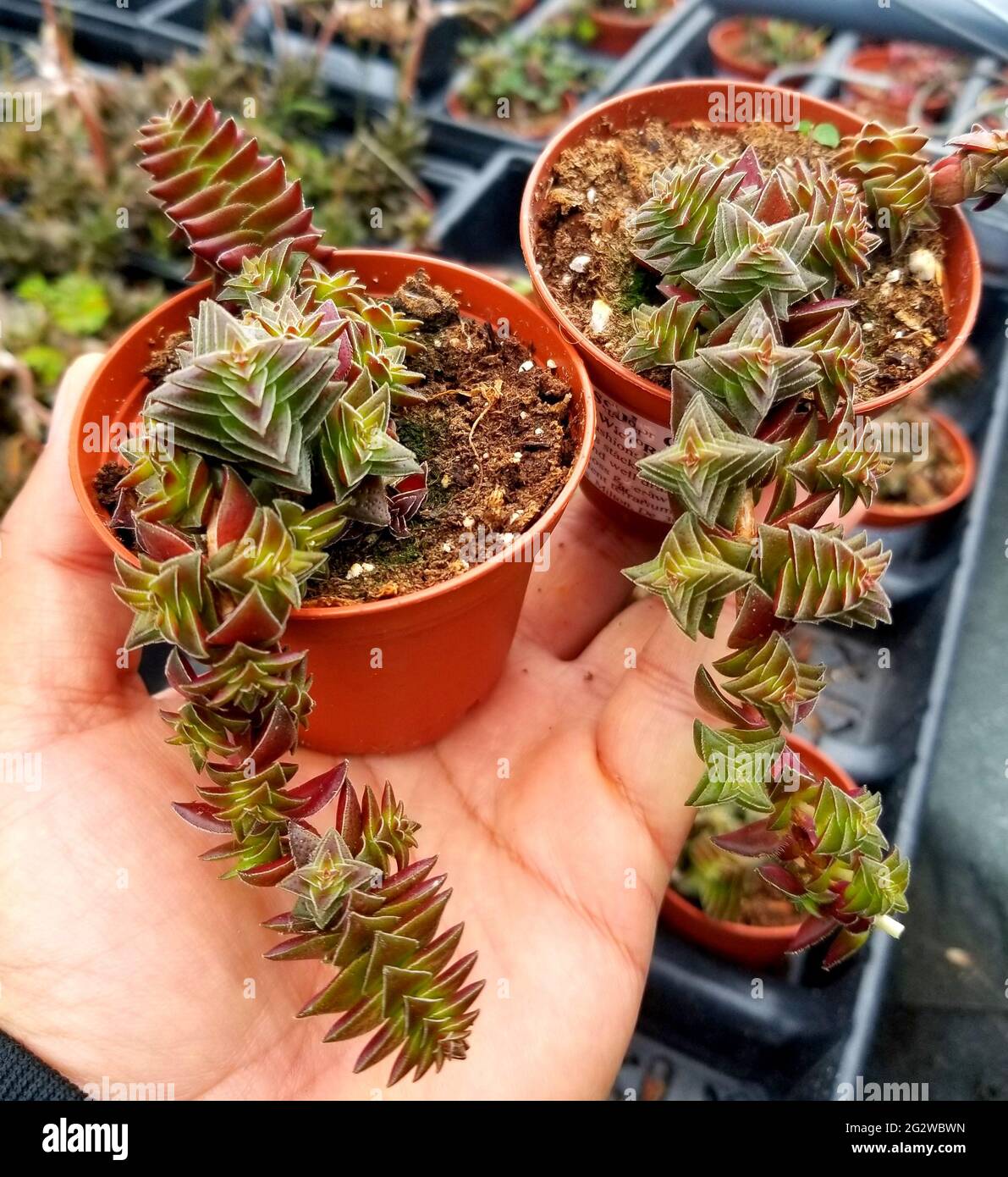 Holding two small pots of Crassula Capitella succulents, also known as Red Pagoda Stock Photo