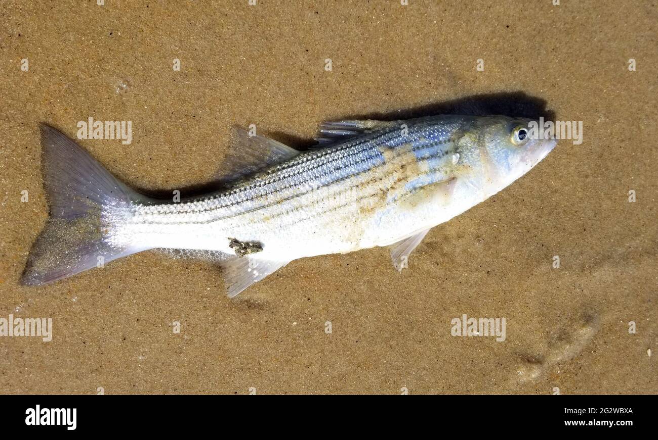 Striped bass hires stock photography and images Alamy