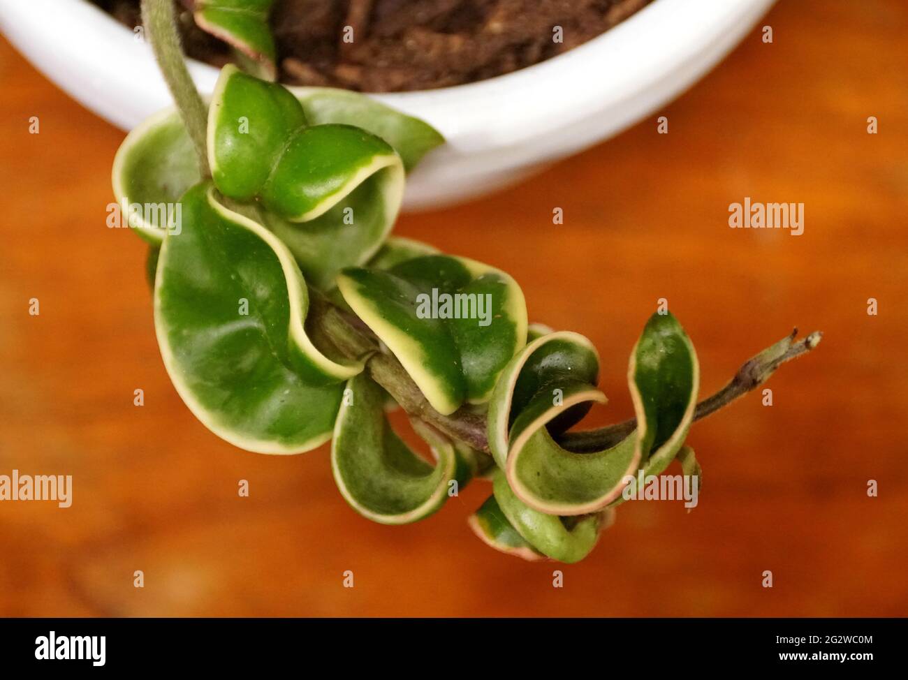 A variegated Hindu Rope plant, with scientific name Hoya Carnosa Compacta Stock Photo