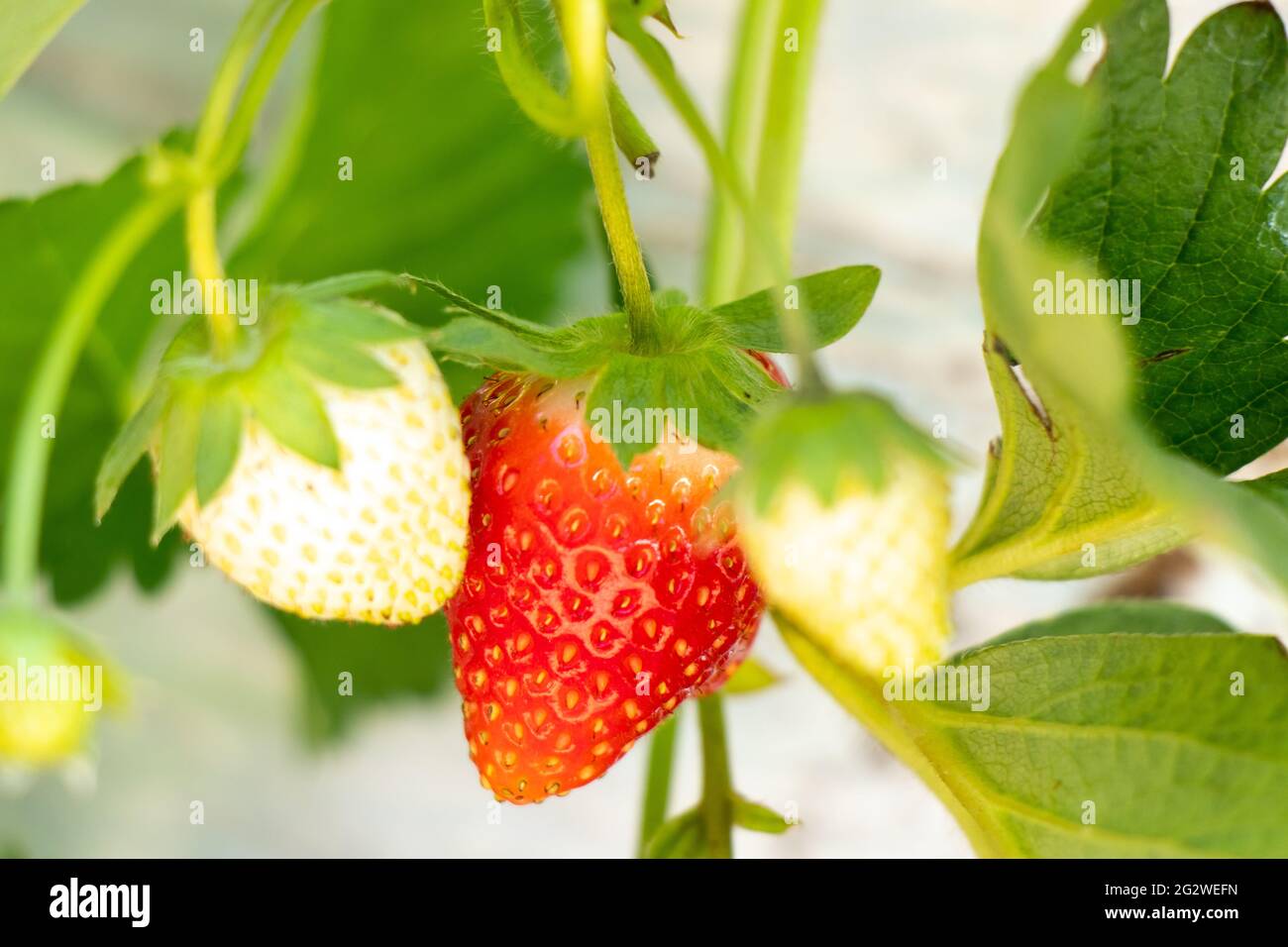 Closed up of red strawberry fruit background Stock Photo - Alamy