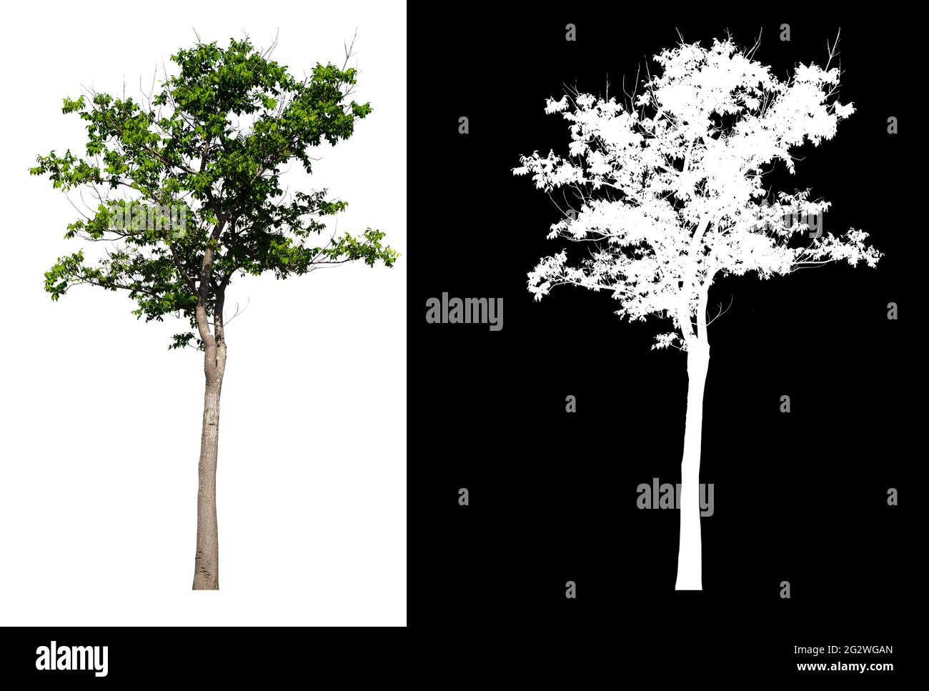 Green tree isolated on white background with post cut out original ...