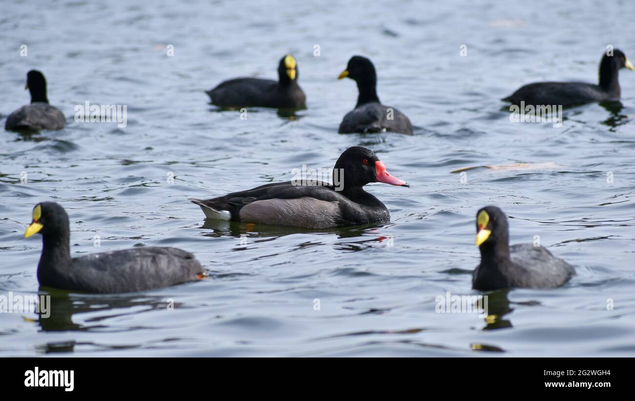 male rosy-billed pochard (Netta peposaca), surrounded by Red-gartered coots (Fulica armillata) on lago de las regatas lake, Buenos Aires Stock Photo