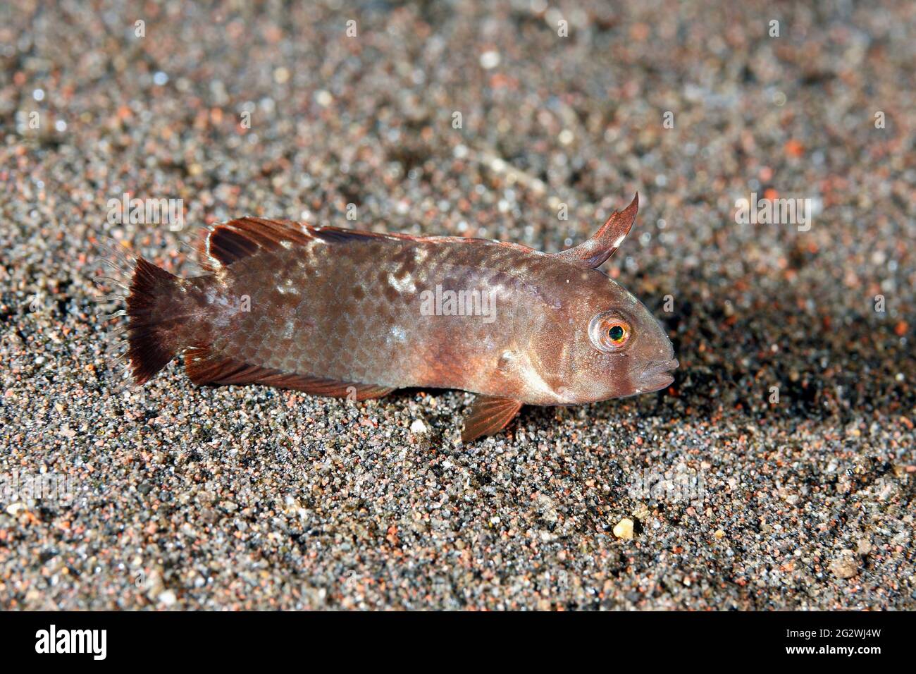 Whitepatch Razorfish, Iniistius aneitensis, juvenile phase.Tulamben, Bali, Indonesia. Bali Sea, Indian Ocean Stock Photo