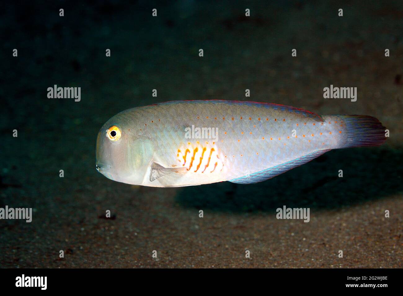 Fivefinger Razorfish, Iniistius pentadactylus.Tulamben, Bali, Indonesia. Bali Sea, Indian Ocean Stock Photo