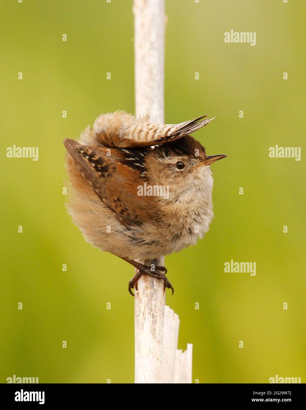 A Marsh Wren (Cistothorus palustris) flips its tail behind its back and over its head while sitting on a dried reed in Victoria, BC, Canada. Stock Photo