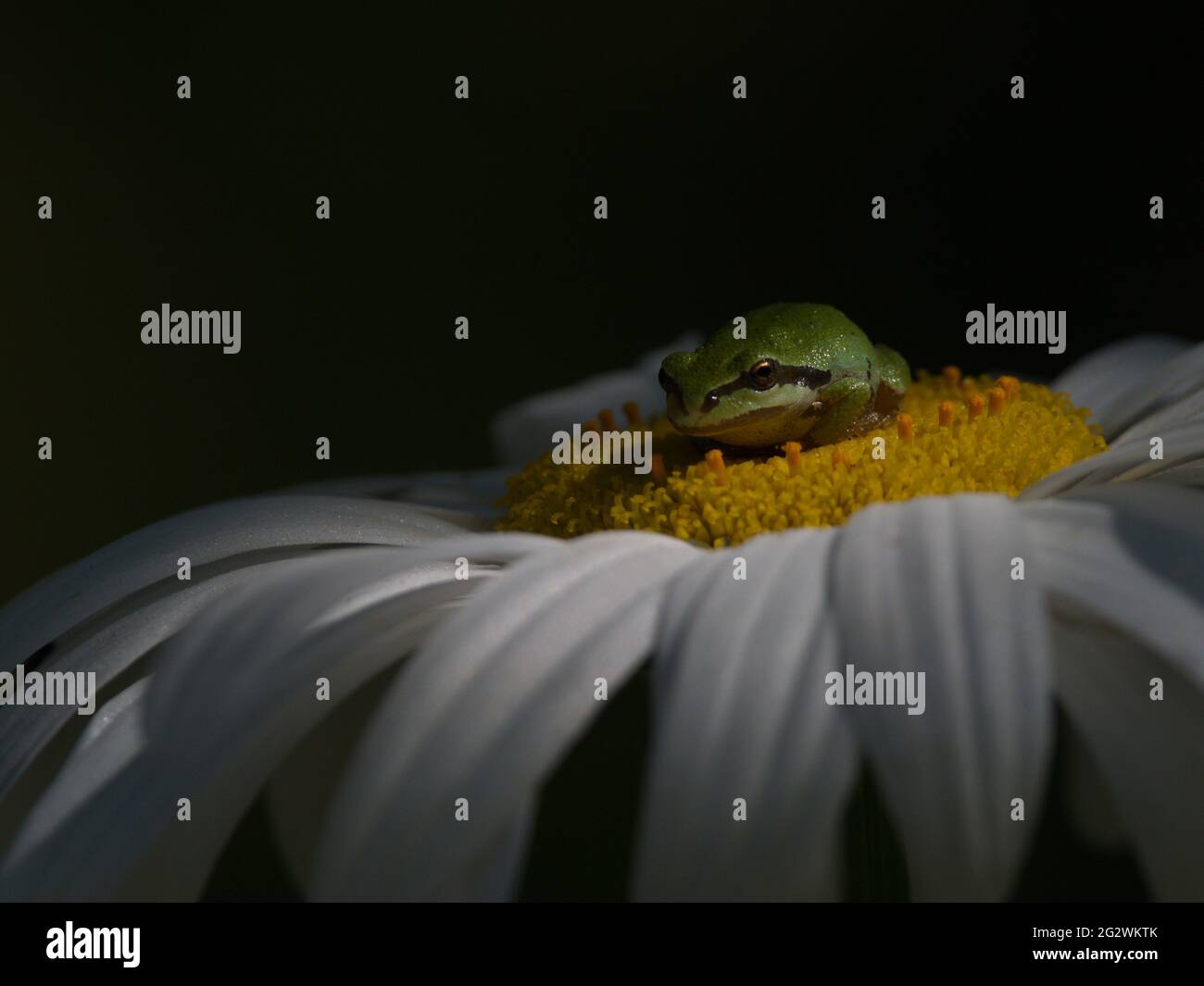 A Pacific Tree Frog (or Pacific Chorus Frog, Pseudacris regilla) sitting on a Daisy flower in Victoria, British Columbia, Canada. Wild animal. Stock Photo