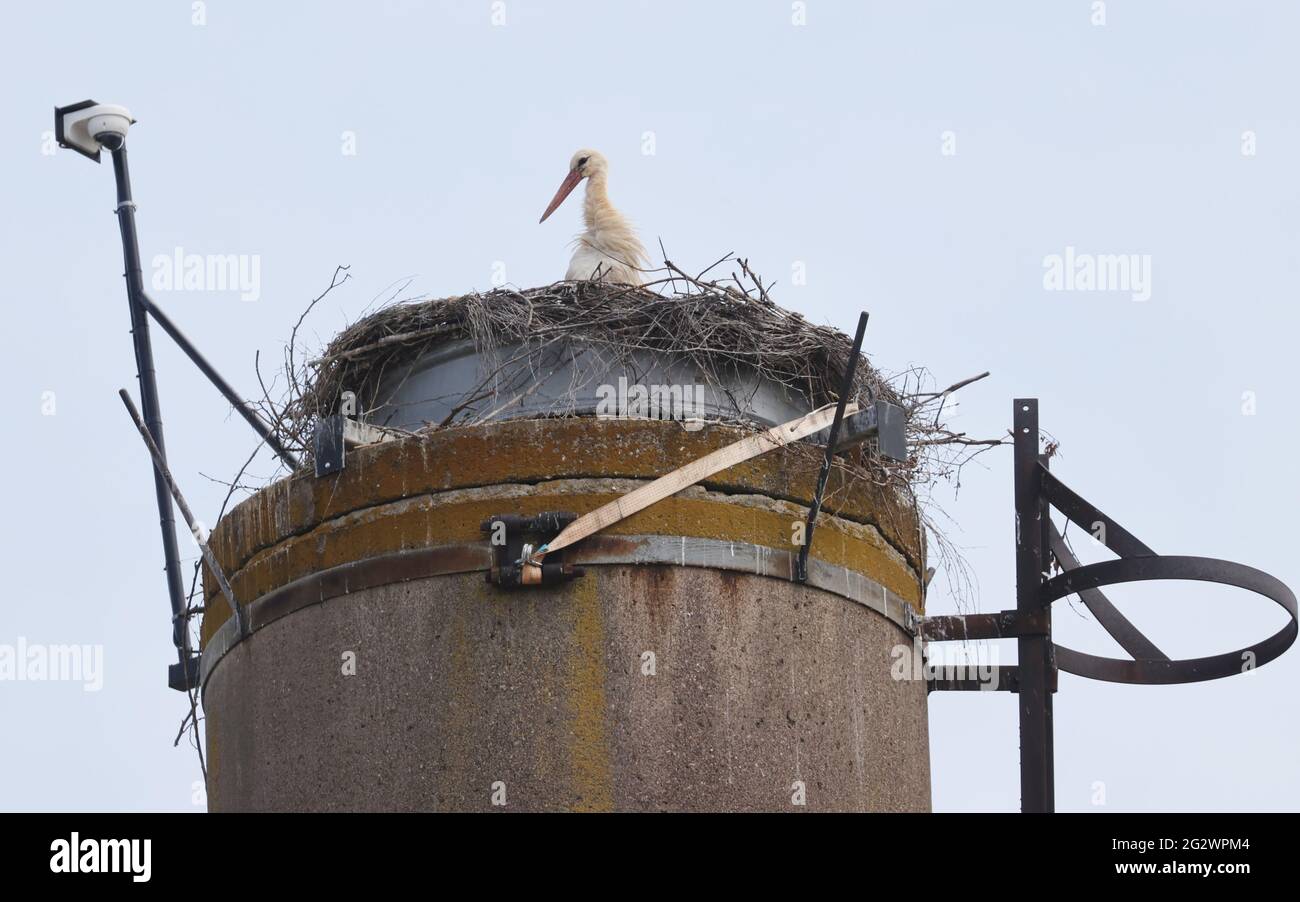 Kauern, Germany. 10th June, 2021. A webcam is directed at the eyrie on a chimney of the agricultural cooperative in which a stork is sitting. The first young have already hatched. Even before the little storks are able to leave their nests, conservationists are satisfied with the breeding occurrence in Thuringia. Credit: Bodo Schackow/dpa-Zentralbild/dpa/Alamy Live News Stock Photo
