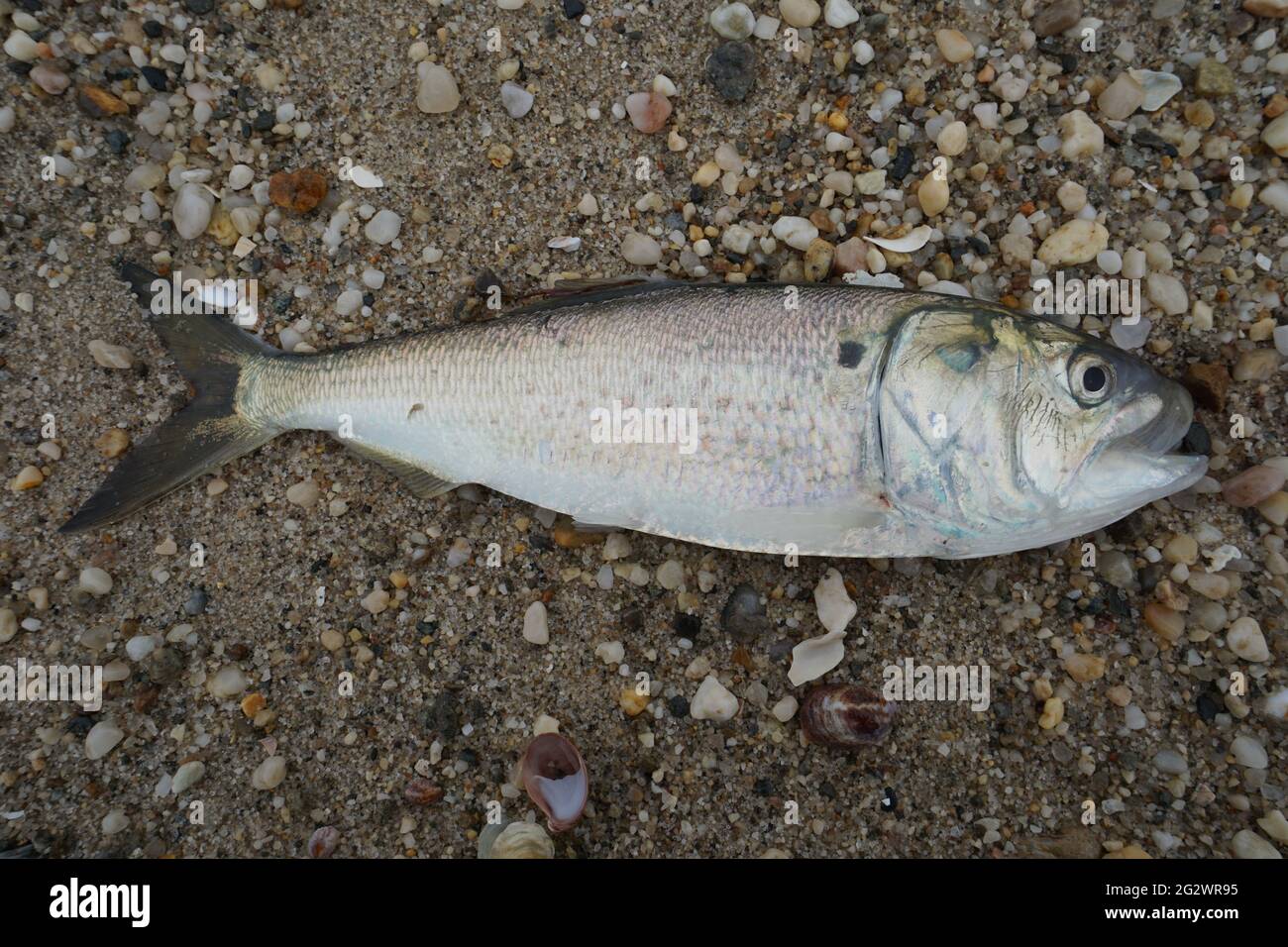 Fresh caught Atlantic menhaden (Brevoortia tyrannus) fish Stock Photo