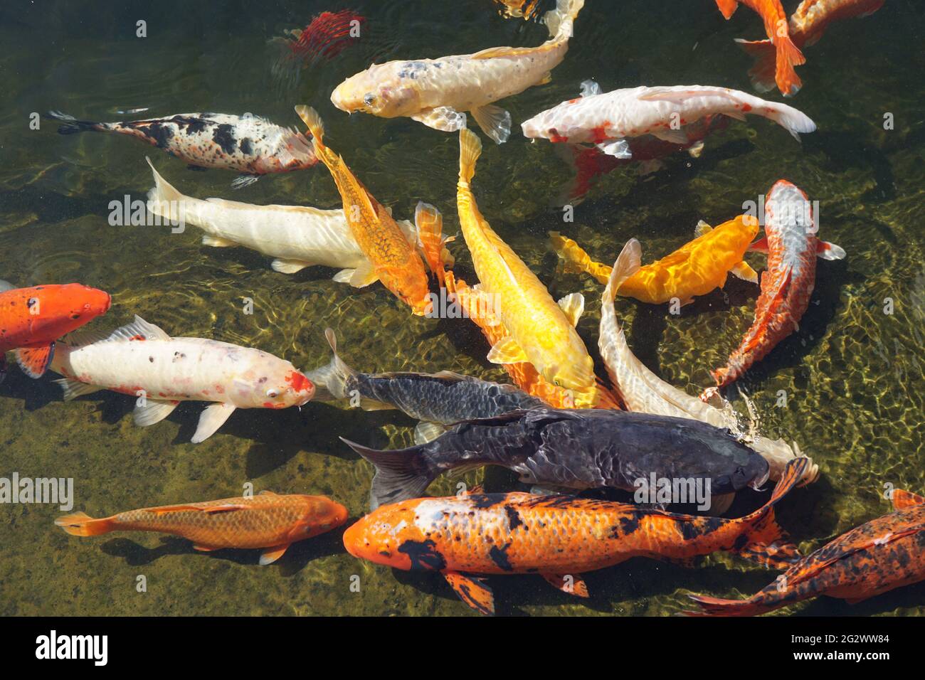 Koi fish swimming in pond Stock Photo