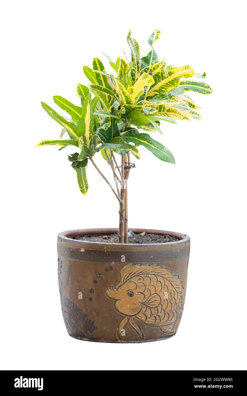 Interior and outside plant tree in a pot isolated on white background ...