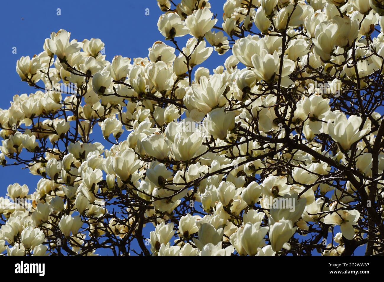 Yulan Magnolia (Magnolia denudata) Tree Flowers Stock Photo Alamy