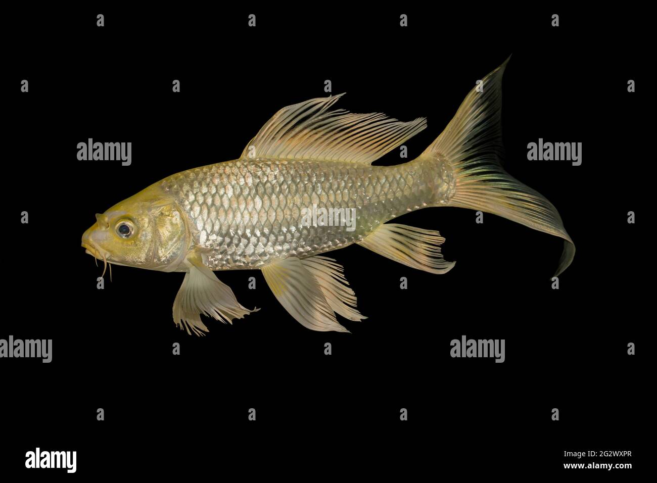 Gold koi fish isolated on Black background, Clipping path Stock Photo