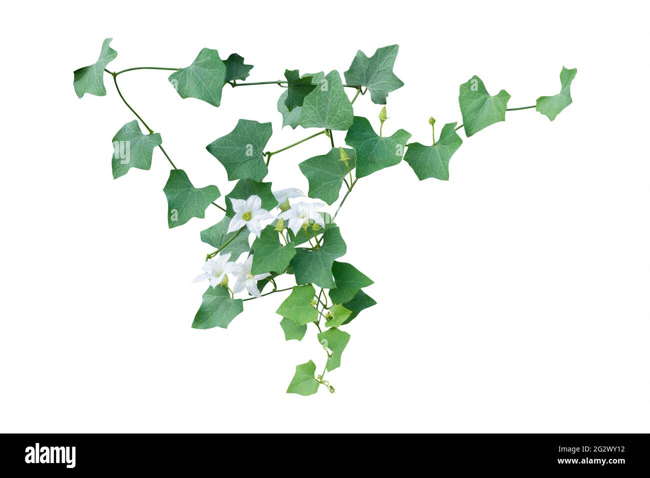Ivy vine plant, wild climbing on white background, clipping path. Stock Photo
