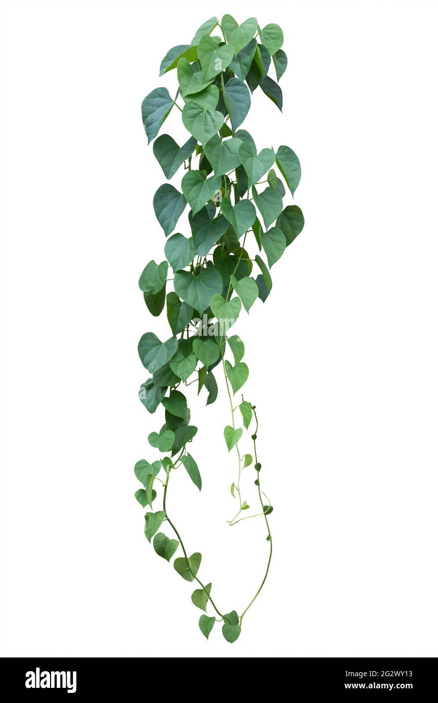 green leaves, vine plant climbing on white background, clipping path. Stock Photo