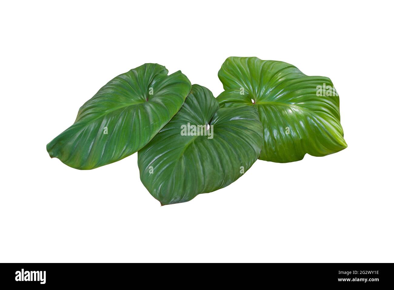 Plant tropical jungle leaves, The plant used design pattern, on white background, clipping path. Stock Photo
