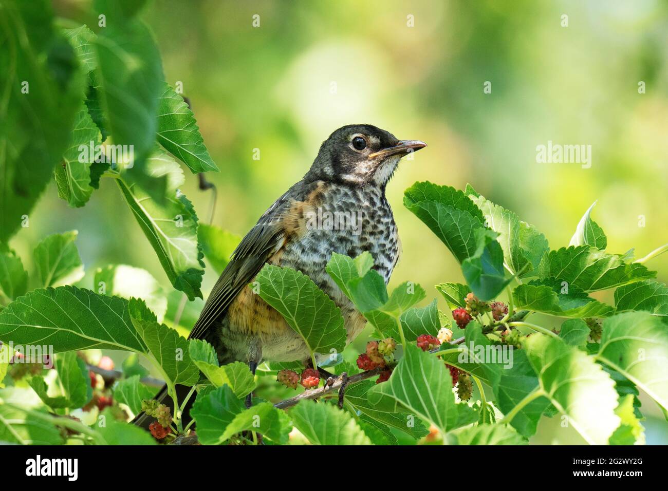 Juvenile American Robin, (Turdus migratorius) Stock Photo