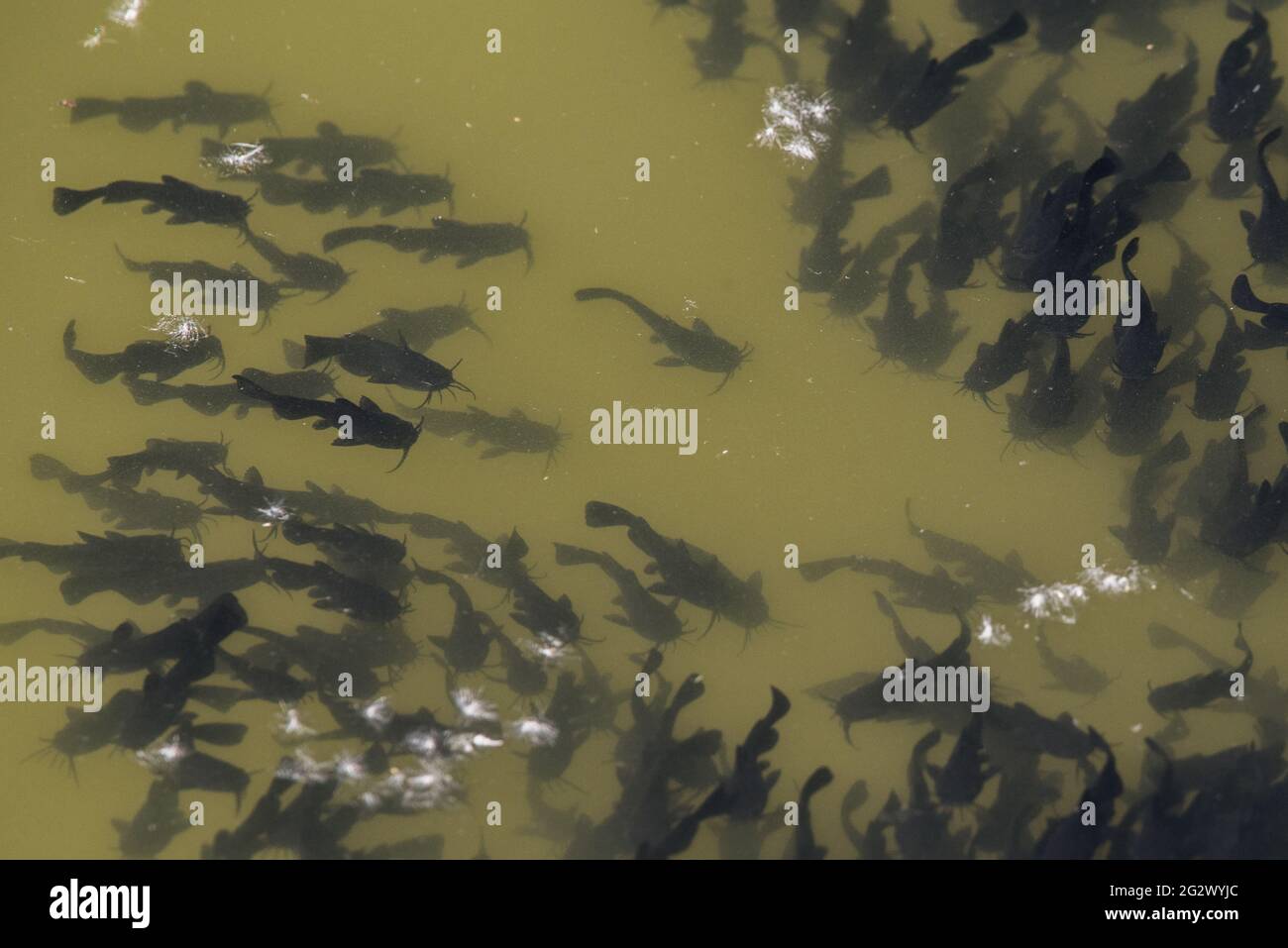 Young newly hatched black bullhead catfish (Ameiurus melas) schooling together in California, they are an invasive fish species non native to the area. Stock Photo