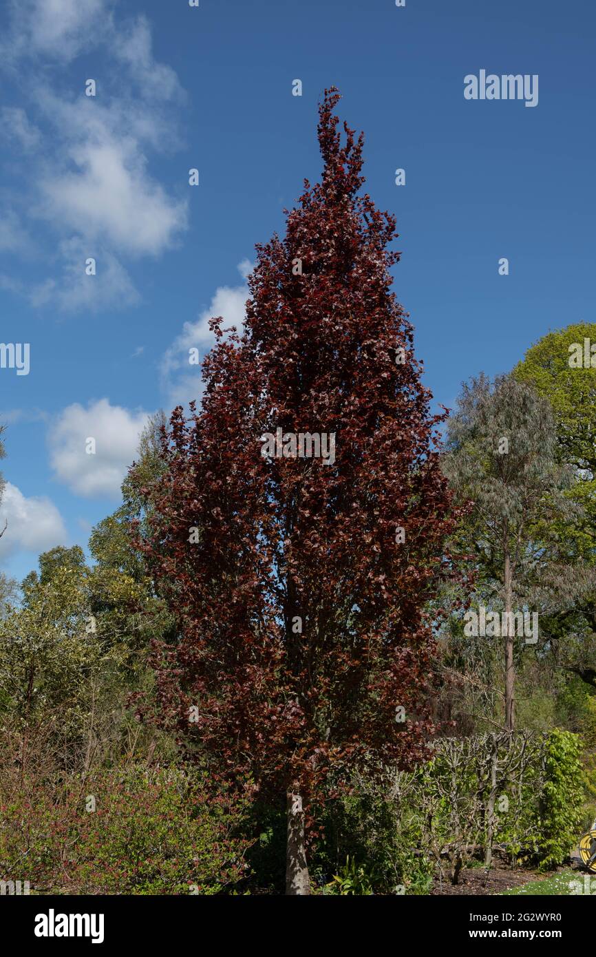 Summer Foliage of a Fastigiate Purple Beech Tree (Fagus sylvatica 'Dawyck Purple') Growing in a Country Cottage Garden in Rural Devon, England, UK Stock Photo