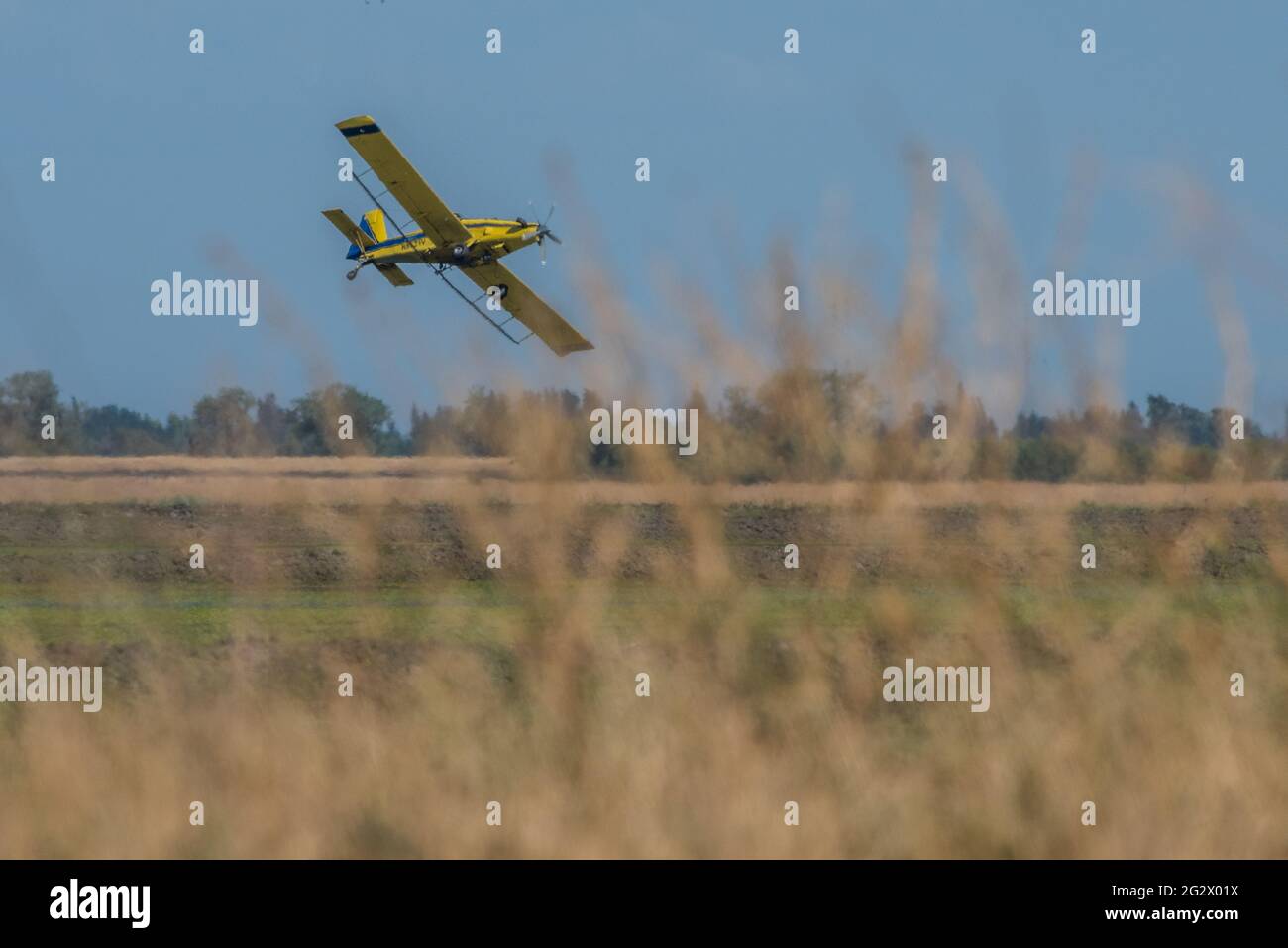 A small plane flies over rice paddies dropping rice seed near Sacramento in the central valley of California, USA. Stock Photo