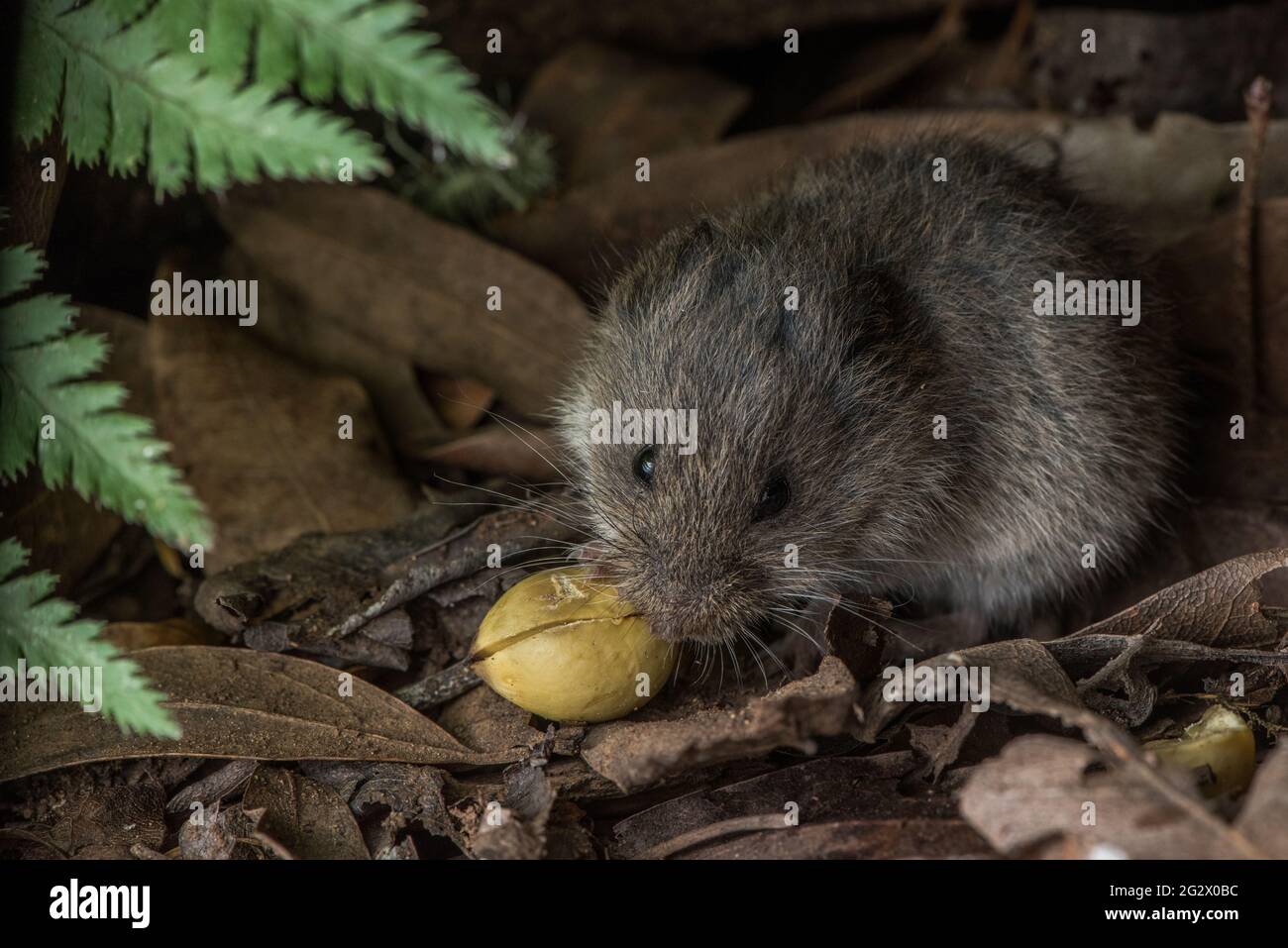An adorable furry rodent, the California vole (microtus californicus) on the forest floor of a woodland in Marin county, California. Stock Photo