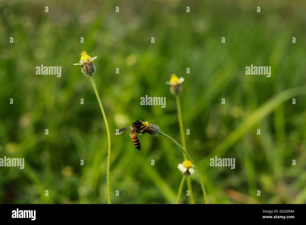 Bee sit on Hairy galinsoga or coatbuttons flower to collect honey Stock Photo