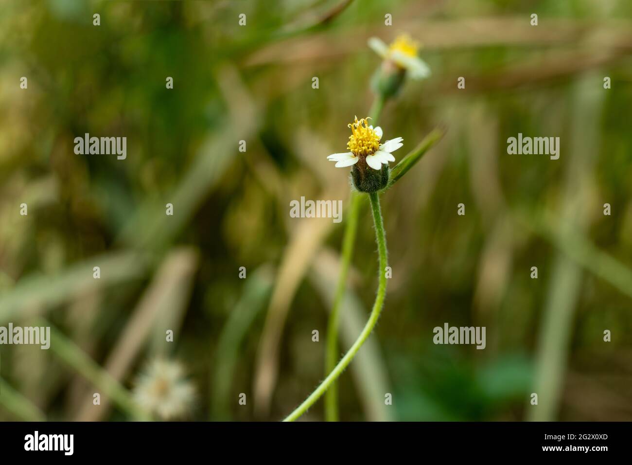 Hairy galinsoga or Shaggy soldier an abundant seed-producing summer annual with hairy leaves and stems wildflower plant Stock Photo