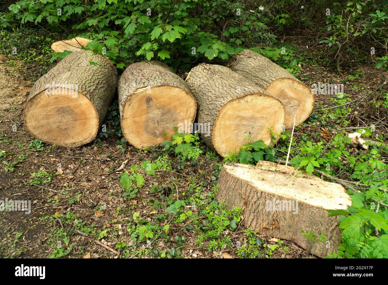 Tree trunk cut up into logs Stock Photo Alamy