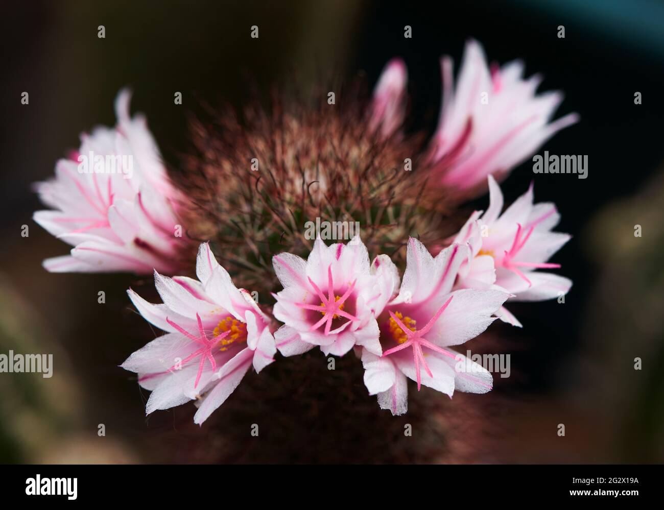 Close-up view of beautiful pink mammillaria beneckei  cactus flower Stock Photo