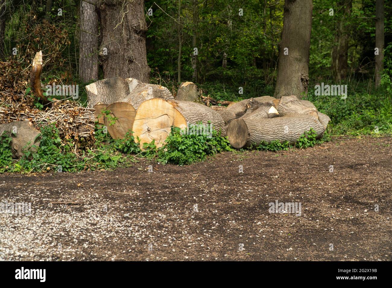 Tree trunk cut up into logs Stock Photo Alamy