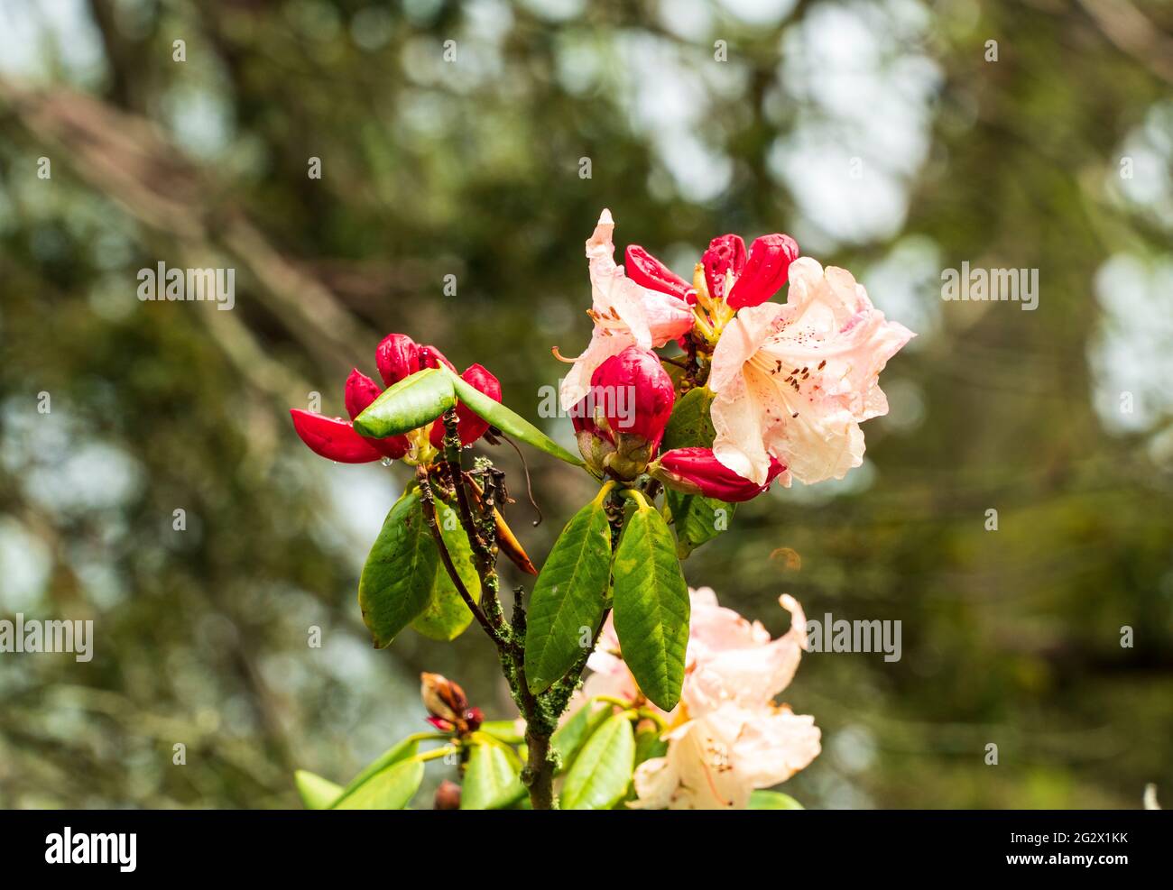 Rhododendron flower in spring Stock Photo
