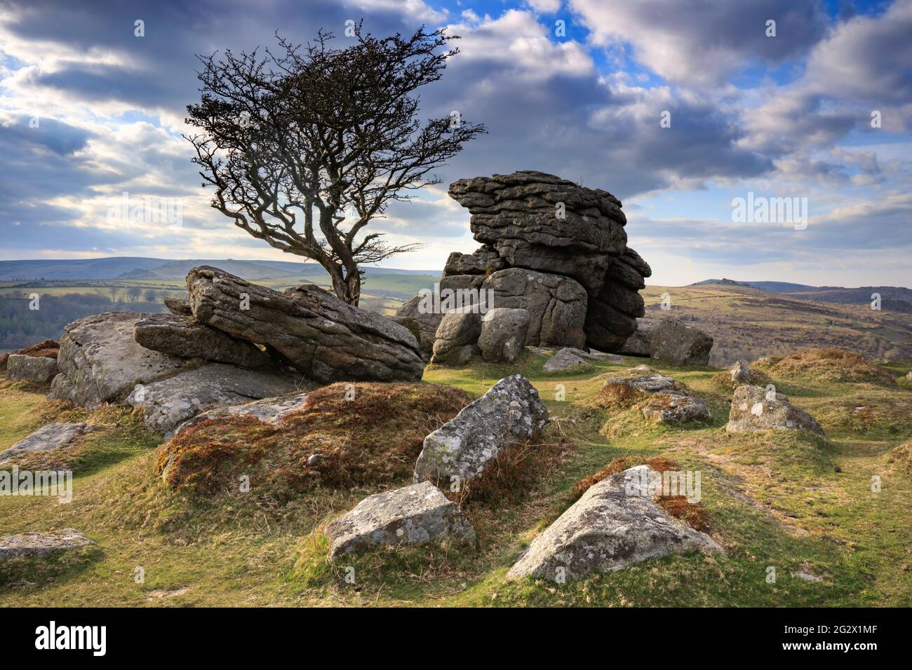The photograph features evening light on the lone hawthorn tree at Emsworthy Rocks, near Saddle Tor in the Dartmoor National Park in Devon. Stock Photo