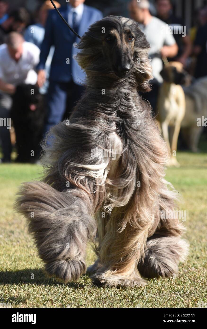 Afghan Hound at a dog show The Afghan Hound is a hound that is distinguished by its thick, fine, silky coat and its tail with a ring curl at the end. Stock Photo