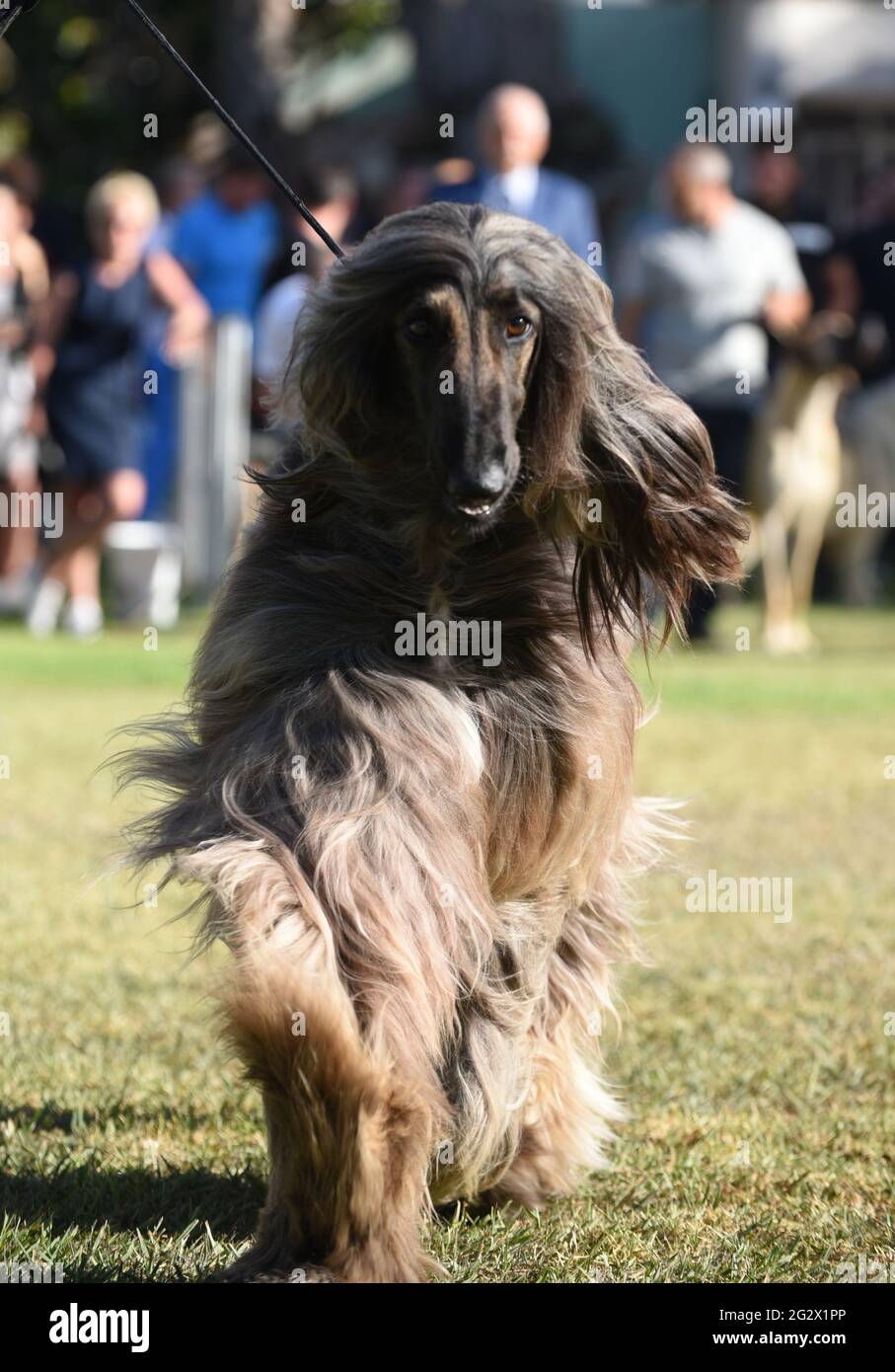 Afghan Hound at a dog show The Afghan Hound is a hound that is distinguished by its thick, fine, silky coat and its tail with a ring curl at the end. Stock Photo