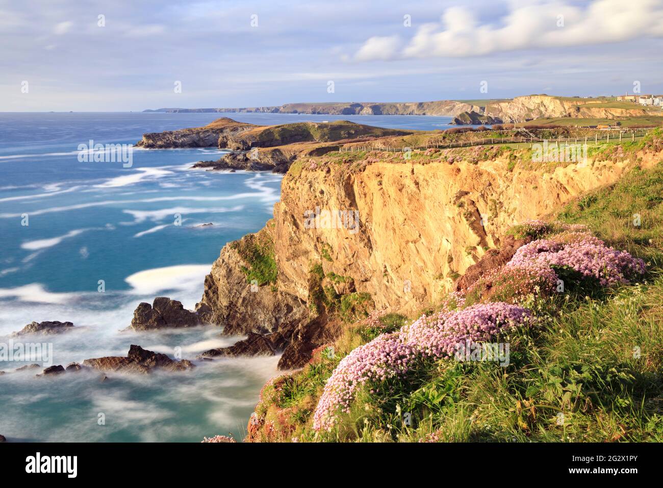 Sea thrift captured from the South West Coast Path at Newquay in Cornwall with Porth Island in the distance. Stock Photo