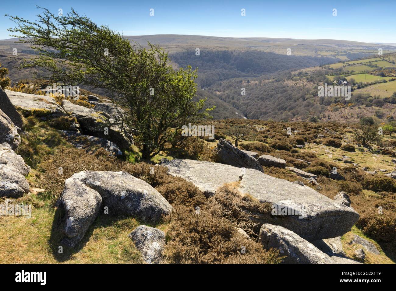 A tree on Mel Tor in the Dartmoor National Park with the Dart Valley in the distance. Stock Photo