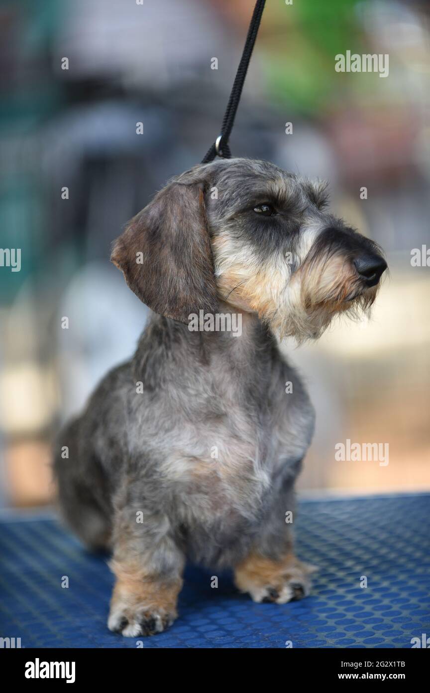 Miniature wire-haired dachshund at a dog show. The wire-haired dachshund, the last to develop, was bred in the late 19th century. There is a possibili Stock Photo