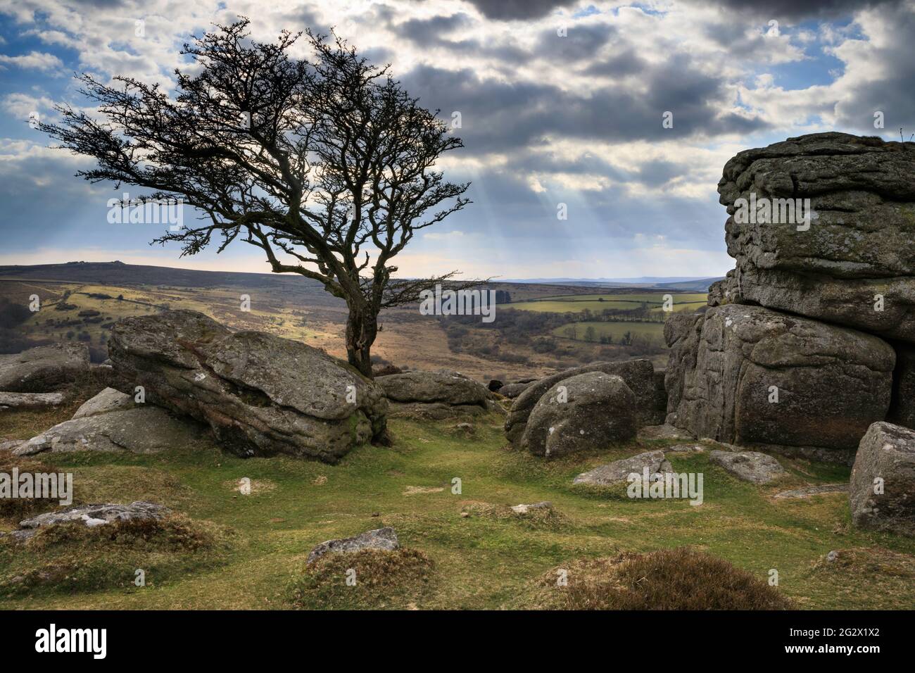 The photograph features shafts of sunlight behind the lone hawthorn tree at Emsworthy Rocks, near Saddle Tor in the Dartmoor National Park in Devon. Stock Photo